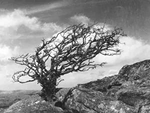 Windswept: WEATHERBEATEN HAWTHORN