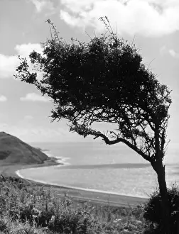 Cardiganshire: WEATHERBEATEN HAWTHORN