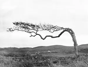 Prevailing: WEATHERBEATEN HAWTHORNE