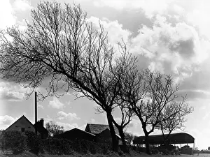 Prevailing: WEATHERBEATEN TREES