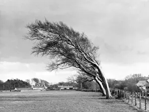 Prevailing: WEATHERBEATEN TREES
