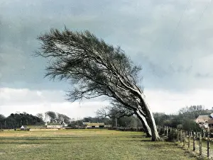 Prevailing: WEATHERBEATEN TREES