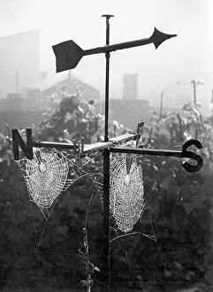 Weathervane: WEATHERVANE & WEB