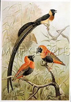 Paradisea: WEAVER BIRDS 1894