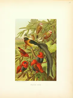 Selmar: Weaver - birds - animals - nature