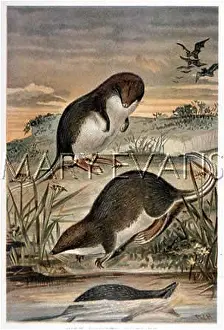 Shrews: WEB-FOOTED SHREWS 19C
