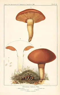 Microscopist: Webcap mushroom, Cortinarius turmalis