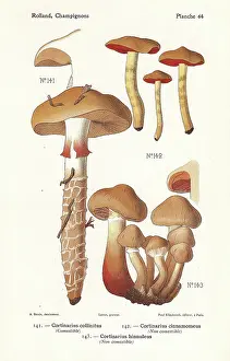 Cinnamon: Webcap mushrooms