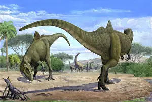 Concavenator: The wedding ceremony between two Concatenator corcovatus ?