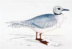 Rosea: WEDGE-TAILED GULL