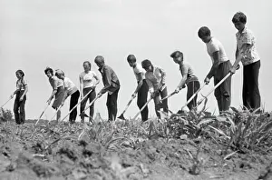 Beet: Weeding of beetroot
