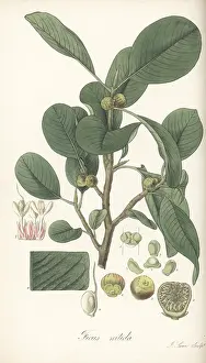 Malabar: Weeping fig, Ficus benjamina