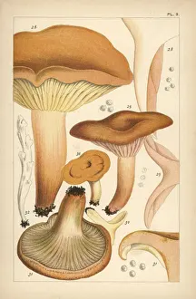 Mordecai: Weeping milk cap, mild milk cap, saffron milkcap