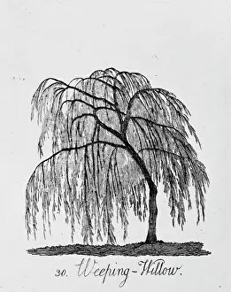 Salix: Weeping Willow
