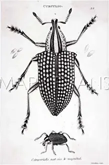 Imperialis: WEEVIL
