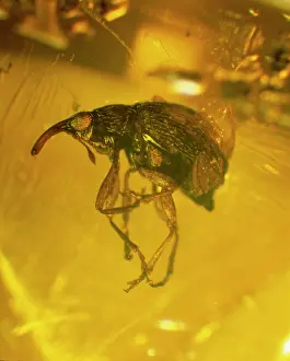 Amber: Weevil in amber
