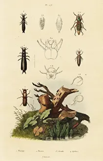 Weevil: Weevil and ground beetles