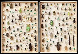 Drawer: Weevil specimens
