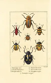 Borde: Weevils and beetles