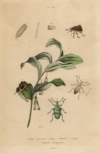 Sebin: Weevils, bristly millipede and King Solomon's-seal