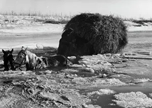 Broke: Wehrmacht supply wagon on the Eastern Front, 1941/42