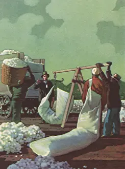 Weighed: Weighing Cotton