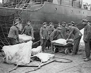 Transferring: Weighing meat destined for Western Front, WW1