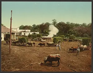C1904: Weighing sugar cane before unloading at mill, Cuba