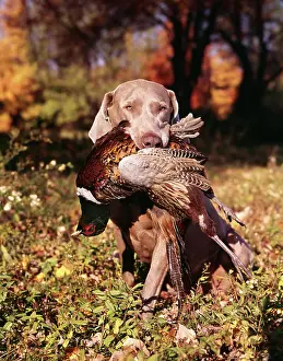 Retrieving: weimaraner hunting dog retrieving ringneck