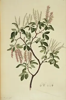 Endeavour: Weinmannia sylvicola, tawhero tree