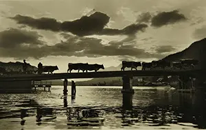 Weissensee: Weissensee. Cattle drive across the bridge in