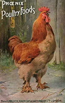 Manufactory: WELL-FED COCK