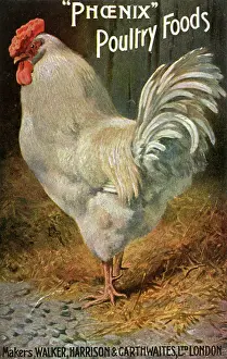 Manufactory: WELL-FED COCK