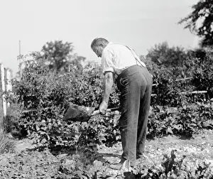 Planting: A well-maintained county garden, circa 1918