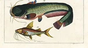 Wels: Wels catfish and Bloch's catfish