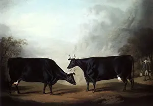Environs: Welsh Black Cows