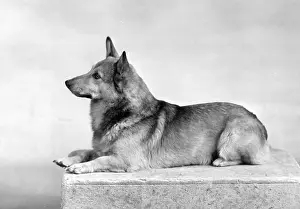 Thomas Fall: WELSH CORGI/1949