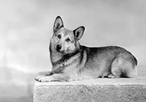 Thomas Fall: WELSH CORGI/LYING/1949