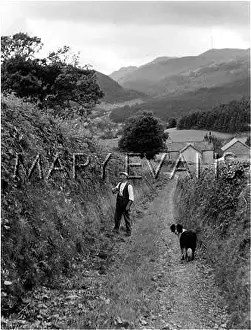 Hedgerows: WELSH HEDGER