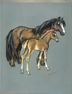 Rona: Welsh mountain pony and foal