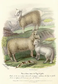 Radnor: WELSH MOUNTAIN SHEEP