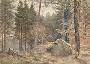 Landforms: IN A WELSH PINE WOOD, by James Thomas Watts, 1891