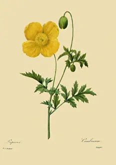 Papaveraceae: Welsh Poppy