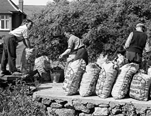 Penninsula: WELSH POTATO SACKS