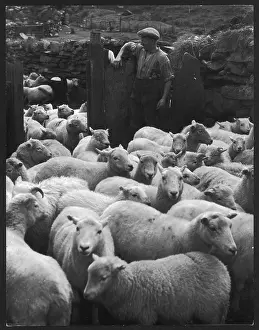 Penned: WELSH SHEEP FARMING