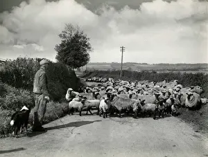 Brecon: WELSH SHEEP FARMING