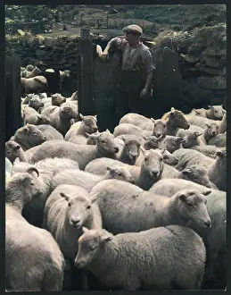 Caernarvonshire: WELSH SHEEP FARMING
