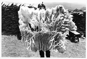 Snowdonia: WELSH SHEEP FLEECE