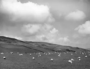 Cardiganshire: WELSH SHEEP GRAZING