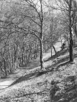 Cardiganshire: WELSH WOODLAND